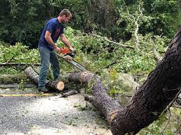 Why Choose Our Tree Removal Services in Panama, OK?